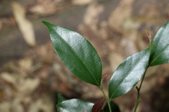 Alangium polyosmoides