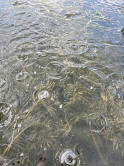 Potamogeton robbinsii