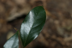 Alangium polyosmoides