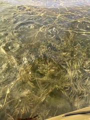 Potamogeton robbinsii