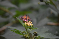 Acraea
