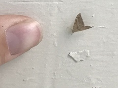 Scybalistodes periculosalis