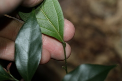 Alangium polyosmoides