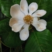 Magnolia domingensis - Photo (c) jgomz, algunos derechos reservados (CC BY-NC)