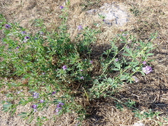 Medicago sativa
