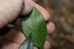 Alangium polyosmoides