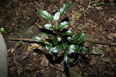 Alangium polyosmoides