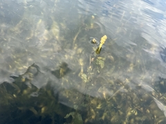 Potamogeton perfoliatus
