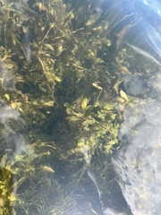 Potamogeton perfoliatus