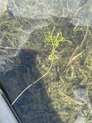 Potamogeton perfoliatus