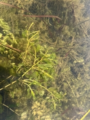 Potamogeton perfoliatus