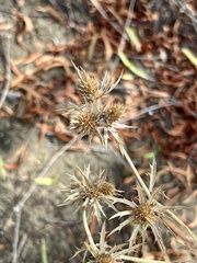 Eryngium hookeri