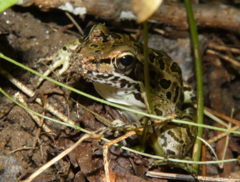 Lithobates palustris