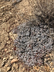 Eriogonum kennedyi austromontanum