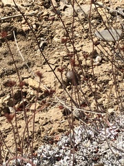 Eriogonum kennedyi austromontanum