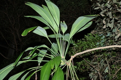 Cordyline petiolaris