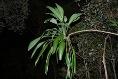 Cordyline petiolaris