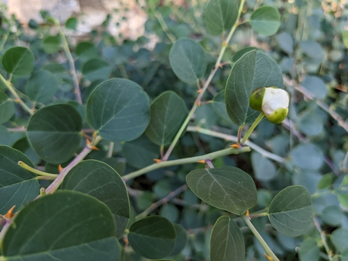 Image of Capparis zoharyi by (c) Zac Peterson, some rights reserved (CC BY)