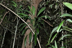 Cordyline petiolaris