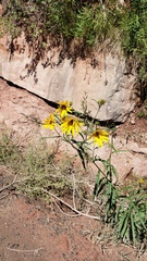 Helianthus nuttallii