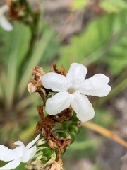 Elytraria caroliniensis