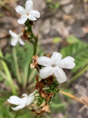 Elytraria caroliniensis
