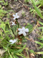 Elytraria caroliniensis