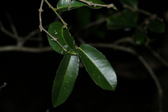 Wilkiea macrophylla