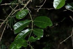 Wilkiea macrophylla