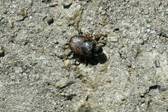 Onthophagus nuchicornis