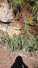 Helianthus nuttallii