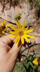 Helianthus nuttallii