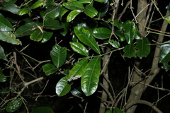 Wilkiea macrophylla