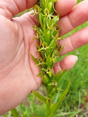 Habenaria repens