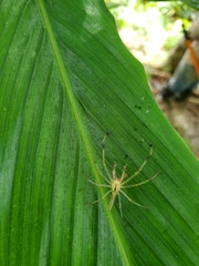 Lyssomanes viridis