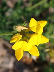 Lotus corniculatus