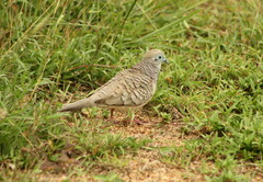 Geopelia placida placida