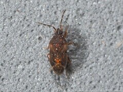 Antillocoris discretus