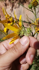 Helianthus nuttallii