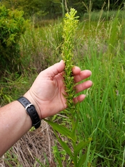 Habenaria repens
