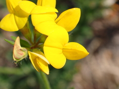 Lotus corniculatus