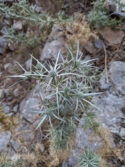 Eryngium glomeratum