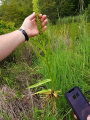 Habenaria repens