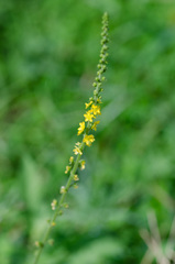 Agrimonia parviflora