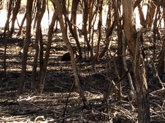 Tachyglossus aculeatus multiaculeatus