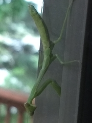 Stagmomantis carolina