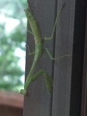 Stagmomantis carolina