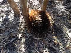 Tachyglossus aculeatus multiaculeatus