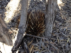 Tachyglossus aculeatus multiaculeatus
