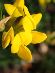 Lotus corniculatus